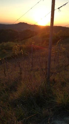 Oasi di Mastarone - Il vino e le Rose