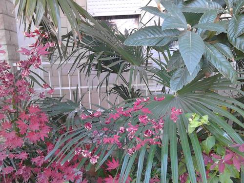 House Danica Apartments & Rooms - image 3