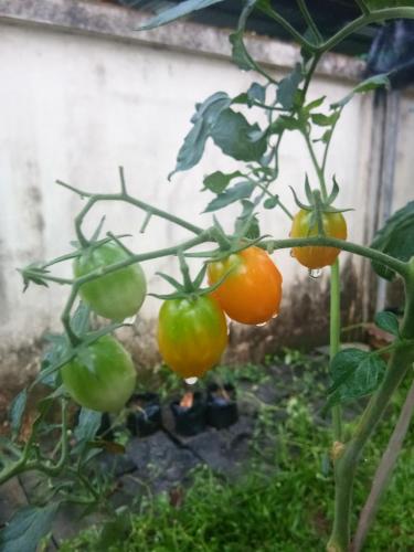 

Zity Garden Home