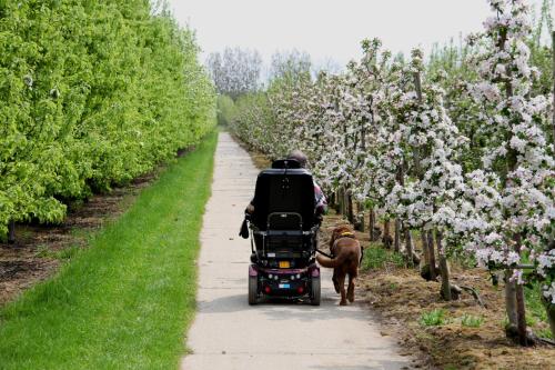 Fruitbedrijf Stek in Kedichem