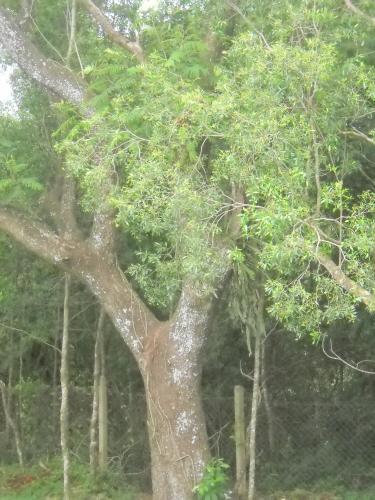 Pousada Chácara Mamma Gaia