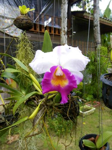 Koh Kood Little Hut Koh Kood Little Hut