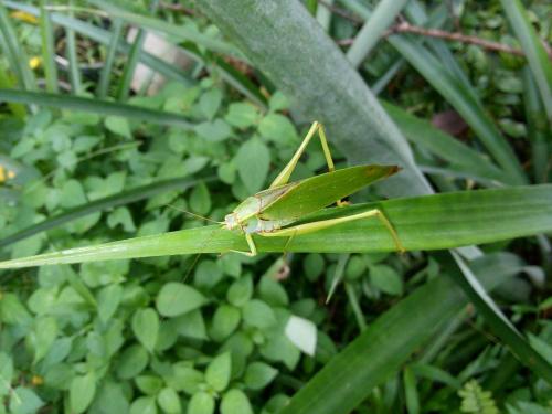 Koh Kood Little Hut Koh Kood Little Hut
