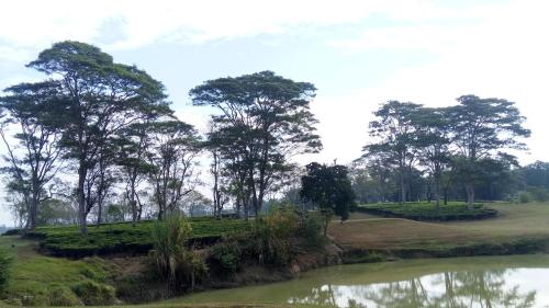 Kaziranga Golf Resort