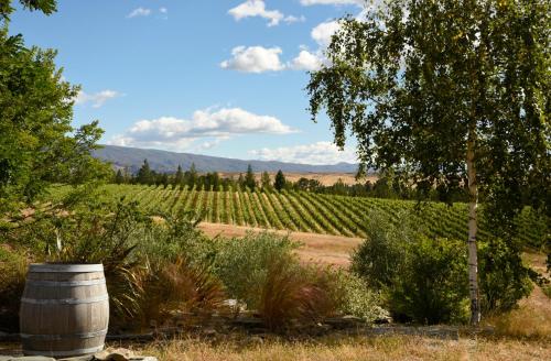 Grey Ridge Vineyard Experience - Accommodation - Alexandra