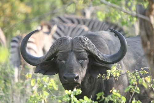 La Barune Game Lodge