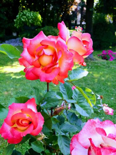  Antico Glicine B&B in Maslianico