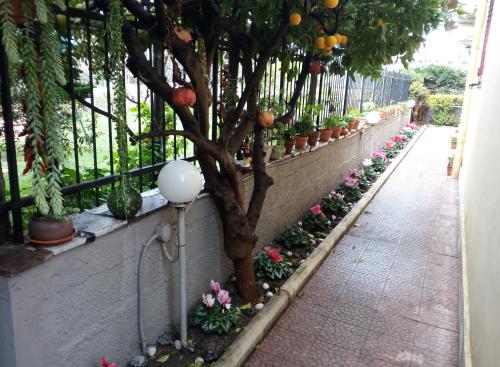 Green Garden 1