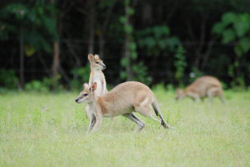 Point Stuart Wilderness Lodge in Marrakai