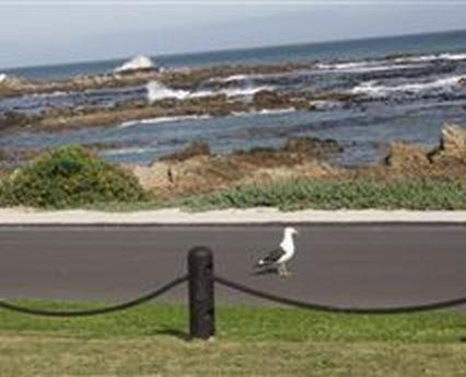 Kormorant, Gansbaai