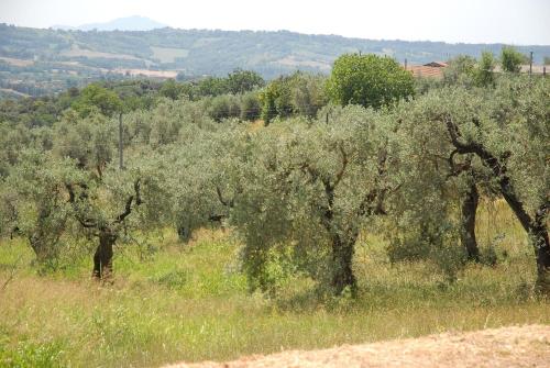 Podere San Giovanni - image 2