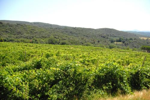 Podere San Giovanni - image 8