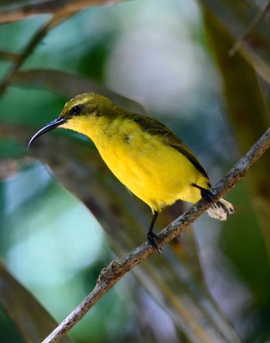 Daintree Peaks ECO Stays丹特里峰生态住宿山林小屋图片