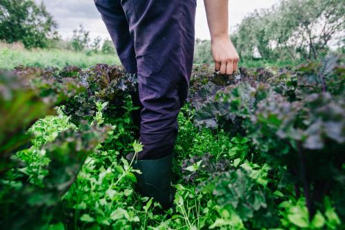 Móðir Jörð Organic Farm Guesthouse in Vallanes
