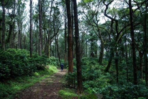 Pepper Vines Homestay