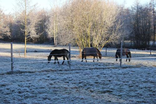 B&B Landgoed Bergerven in Horn
