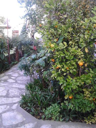 House Danica Apartments & Rooms - image 9