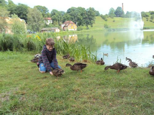Saule - image 8