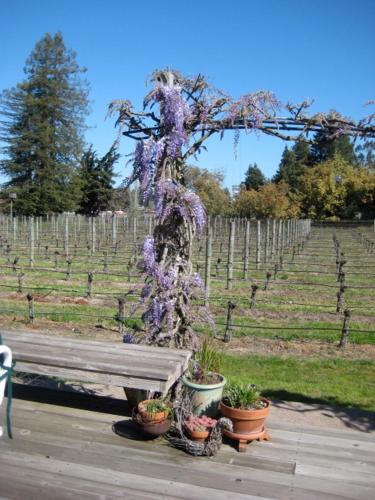 Pearlessence Vineyard Inn