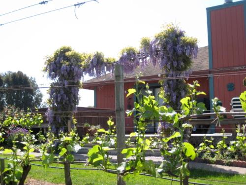 Pearlessence Vineyard Inn - 숙소 외관