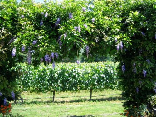 Pearlessence Vineyard Inn