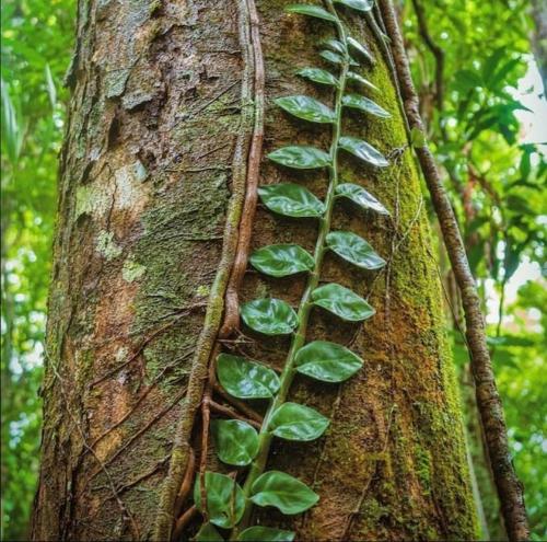 Treetops Retreat Cairns