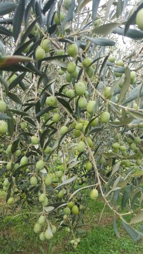 Apartment Wine & Olive oil Mofardin