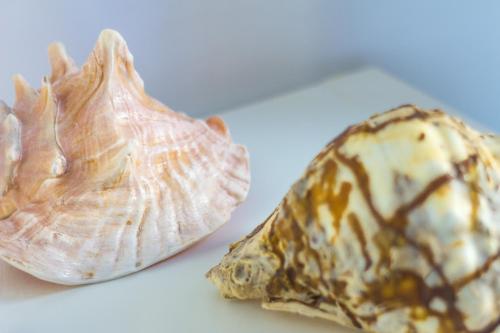 Le Conchiglie, Marettimo (fotografie 5)