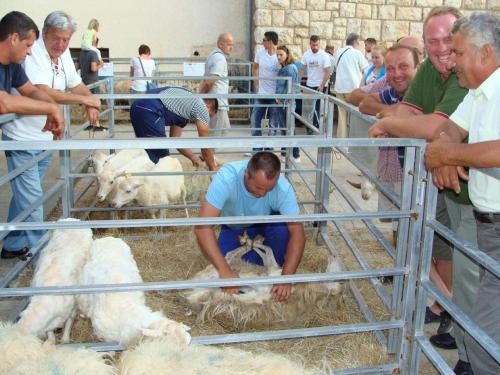Adriatic Romance - image 11