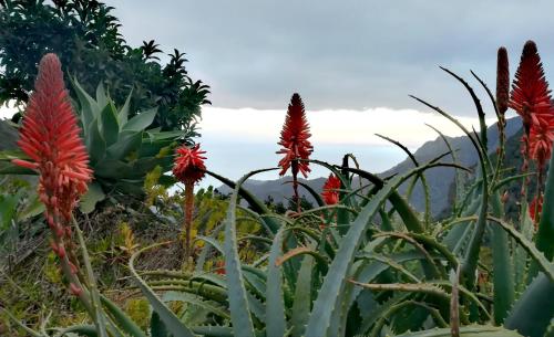 Casa La Montaña - image 10