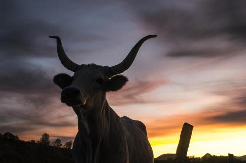 Fattoria Bio L'A Ceccoli