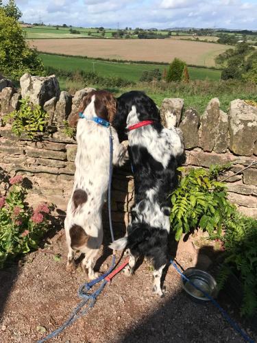Thatch Close Cottages