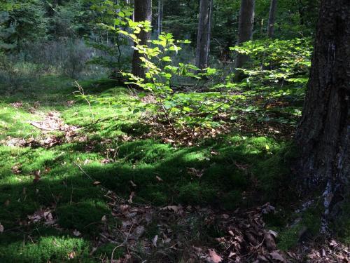 Un gîte dans la vallée - image 13