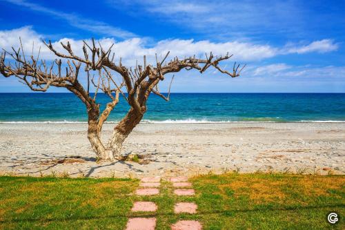 Oliva Beach - main image