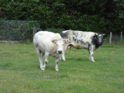  B&B Den Heidries in Hoogstraten