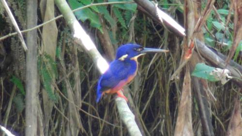 Heritage Lodge In The Daintree