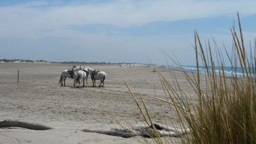 ขี่ม้า, Le Mas d'Icard in คาเวล์ลง