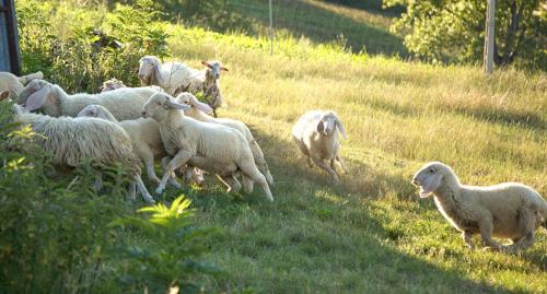 Azienda Agrituristica Le Bucoliche