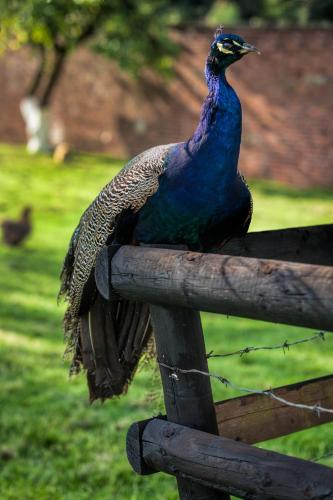 Oakerthorpe Holiday Village - image 13