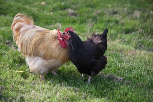 Oakerthorpe Holiday Village - image 4