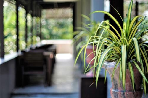 Yoma Hotel, Pai