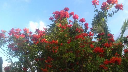 Finca Animas, Llucmajor (foto 2)