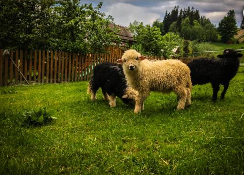 Agrotatry U Stachy Agrotatry U Stachy