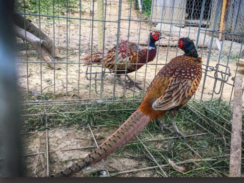 Agrotatry U Stachy Agrotatry U Stachy