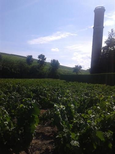 La Maison des Vignes