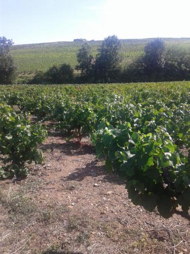 La Maison des Vignes