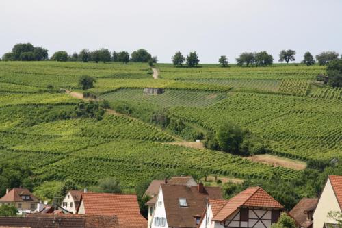 Bioweingut und Ferienwohnung