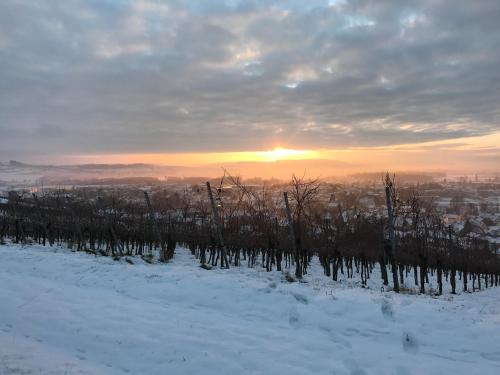 Bioweingut und Ferienwohnung