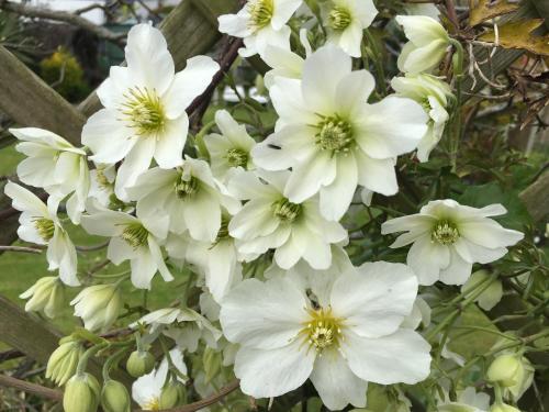 Clematis House Gloucester Road