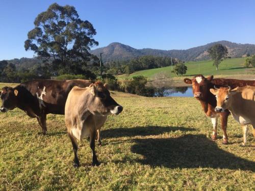 CedarBrae Country Stay